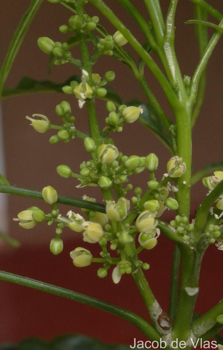 Euodia hortensis J.R.Forst. & G.Forst.